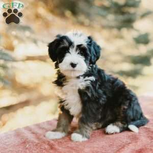 Flossie, Mini Bernedoodle Puppy