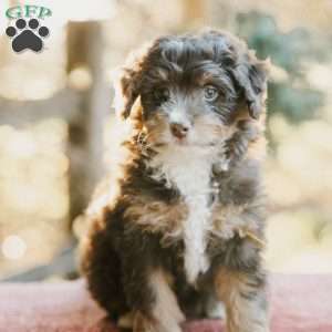 Forester, Mini Bernedoodle Puppy
