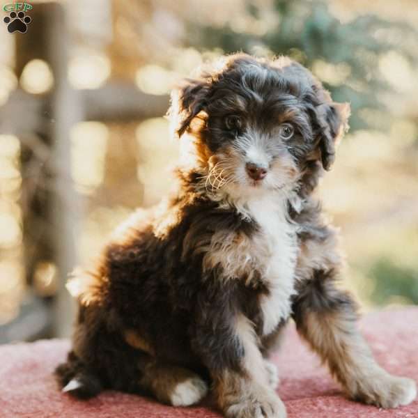 Forester, Mini Bernedoodle Puppy