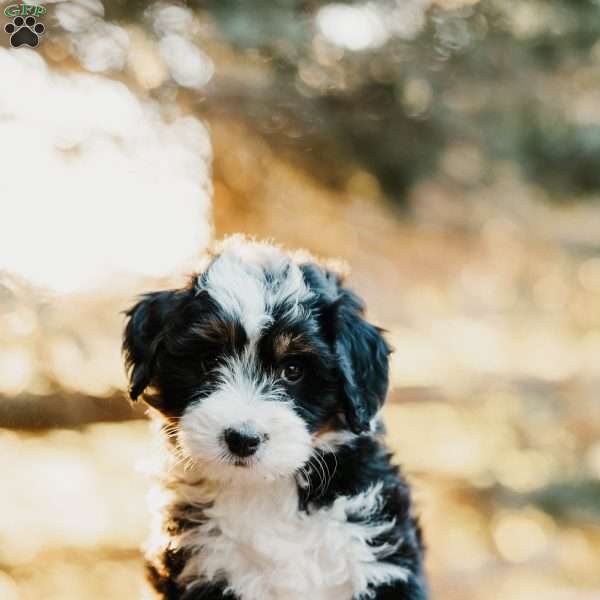 Frances, Mini Bernedoodle Puppy