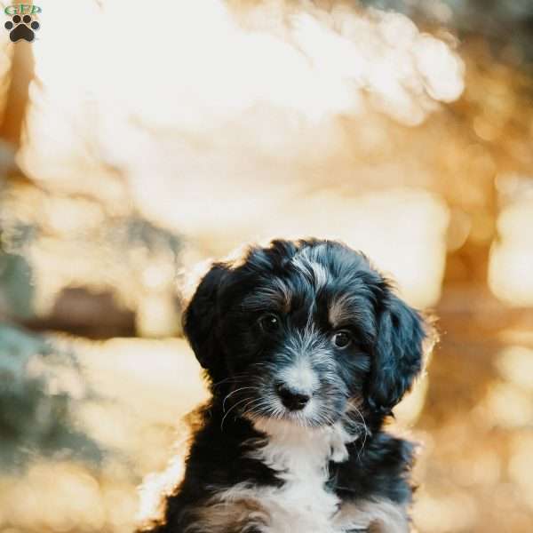 Frank, Mini Bernedoodle Puppy
