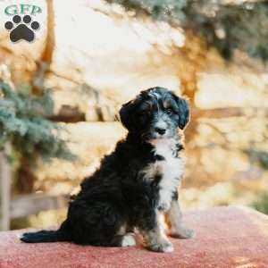 Frank, Mini Bernedoodle Puppy