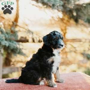 Frank, Mini Bernedoodle Puppy
