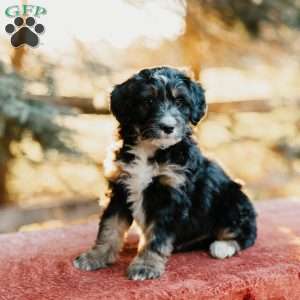 Frank, Mini Bernedoodle Puppy