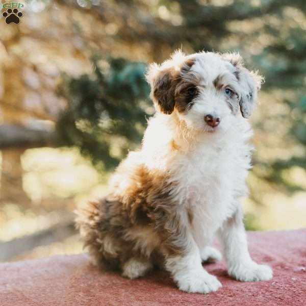 Freckles, Mini Bernedoodle Puppy