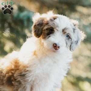 Freckles, Mini Bernedoodle Puppy