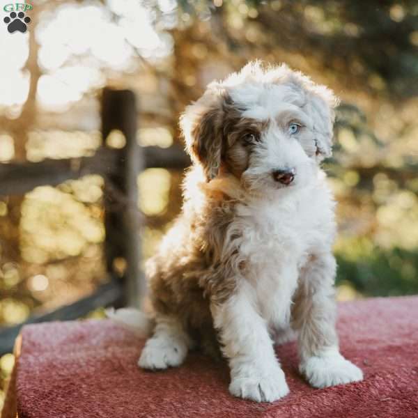 Fuzzy, Mini Bernedoodle Puppy