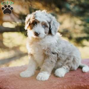 Fuzzy, Mini Bernedoodle Puppy