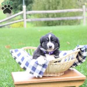Ava, Miniature Australian Shepherd Puppy