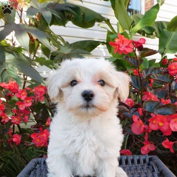 Tanner, Maltipoo Puppy
