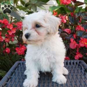 Tanner, Maltipoo Puppy