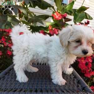 Tanner, Maltipoo Puppy