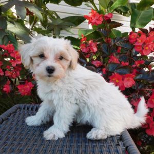 Tanner, Maltipoo Puppy