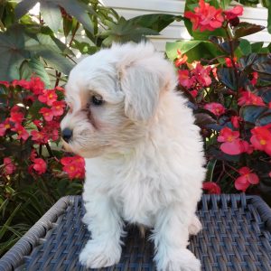Tanner, Maltipoo Puppy