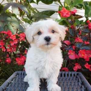 Tanner, Maltipoo Puppy