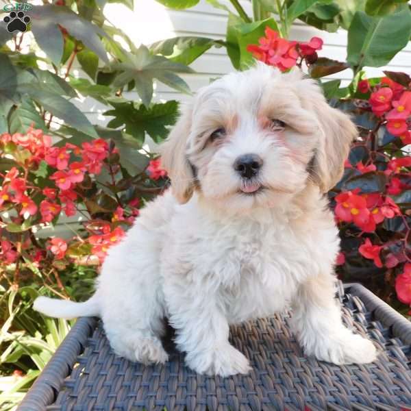 Lila, Maltipoo Puppy