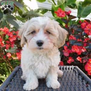 Lila, Maltipoo Puppy