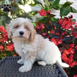 Lila, Maltipoo Puppy
