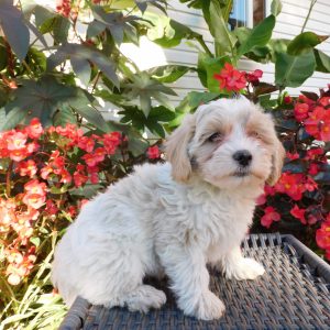 Lila, Maltipoo Puppy