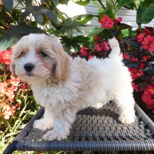 Lila, Maltipoo Puppy