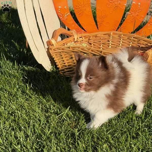 Madeline, Pomeranian Puppy