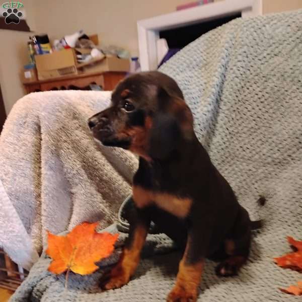 Betsy, Cavalier King Charles Mix Puppy