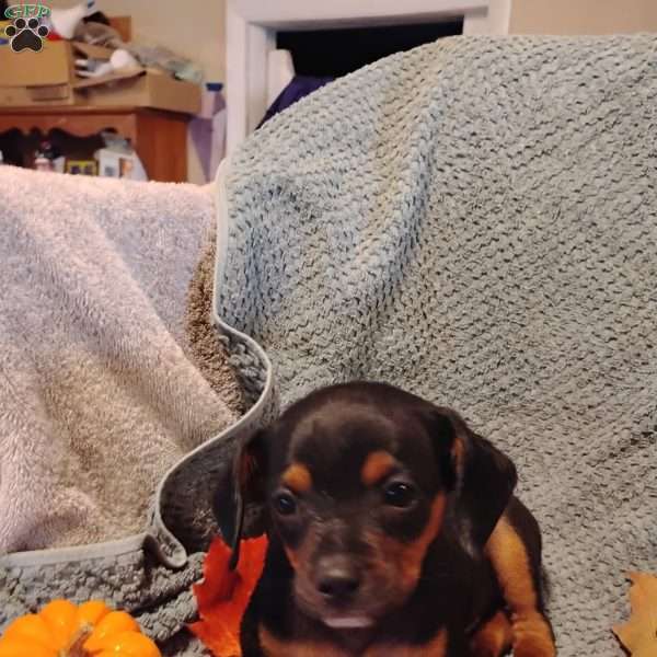 Bobby, Cavalier King Charles Mix Puppy
