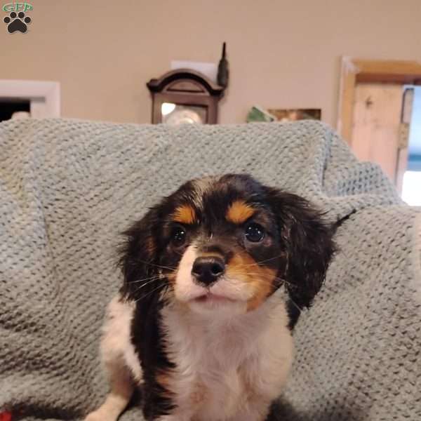 Bentley, Cavalier King Charles Mix Puppy