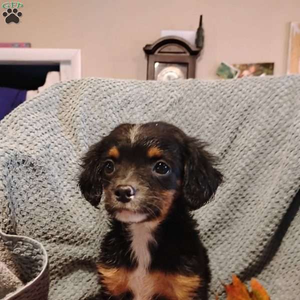 Bradley, Cavalier King Charles Mix Puppy