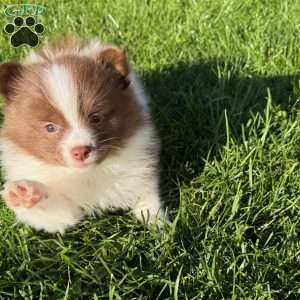 Madeline, Pomeranian Puppy