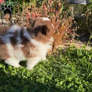 Madeline, Pomeranian Puppy
