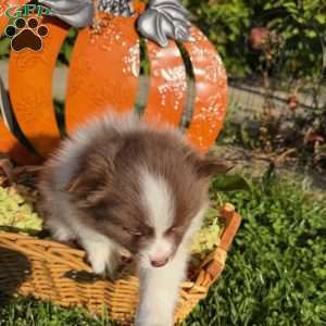 Madeline, Pomeranian Puppy