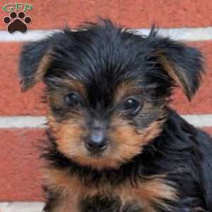 Kobe, Yorkie Puppy