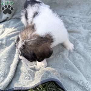 Light Blue, Saint Berdoodle Puppy