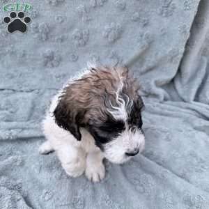 Light Blue, Saint Berdoodle Puppy