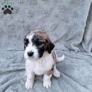 Light Blue, Saint Berdoodle Puppy
