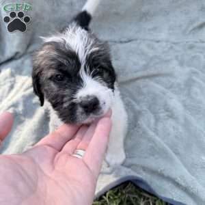 Light Blue, Saint Berdoodle Puppy