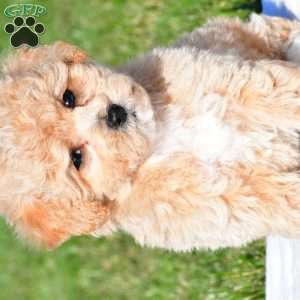 mila, Bich-Poo Puppy