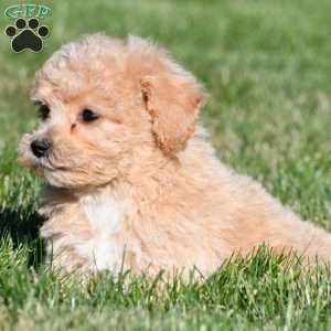 mila, Bich-Poo Puppy