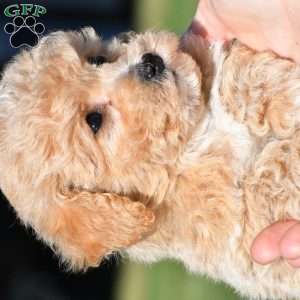 mila, Bich-Poo Puppy