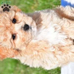 mila, Bich-Poo Puppy
