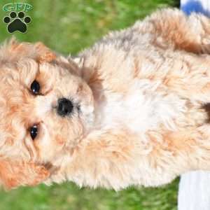 mila, Bich-Poo Puppy