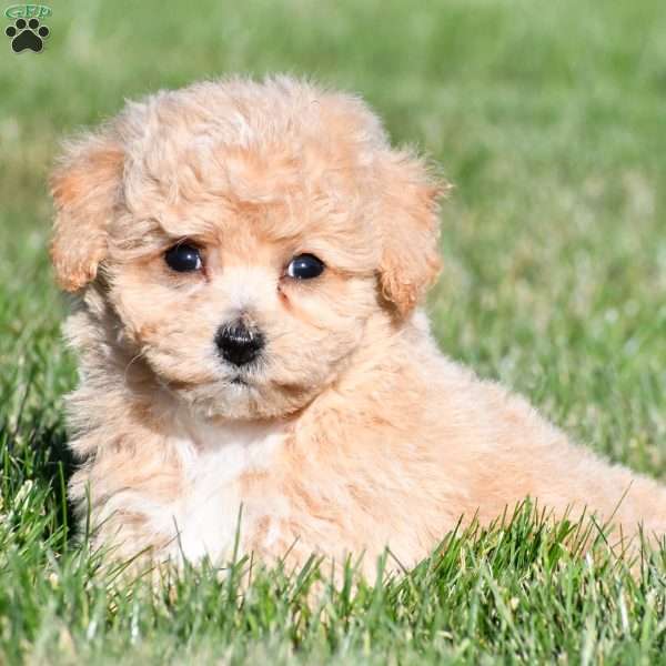 mila, Bich-Poo Puppy
