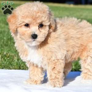 mila, Bich-Poo Puppy