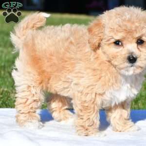 mila, Bich-Poo Puppy