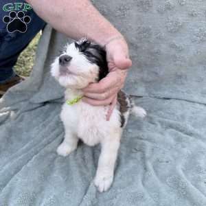 Neon, Saint Berdoodle Puppy