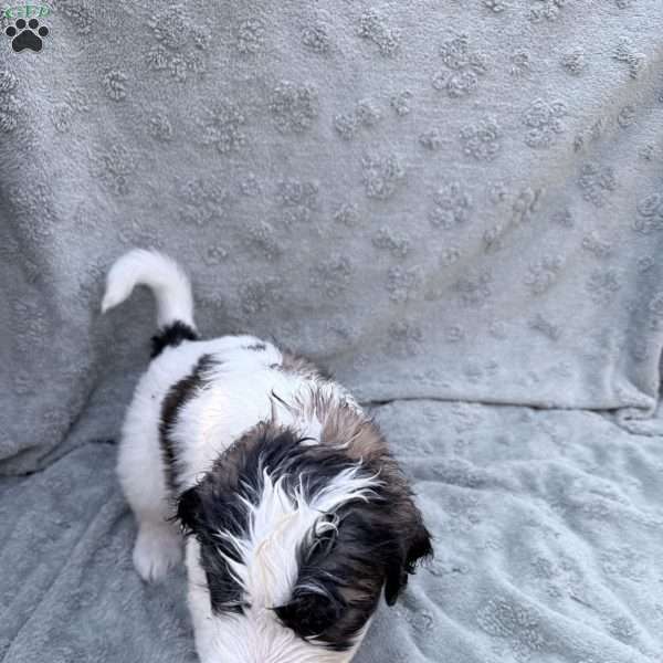 Neon, Saint Berdoodle Puppy