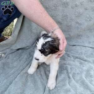 Neon, Saint Berdoodle Puppy