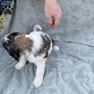 Neon, Saint Berdoodle Puppy