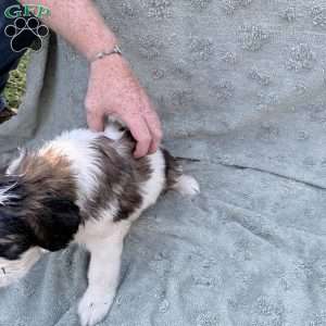 Neon, Saint Berdoodle Puppy